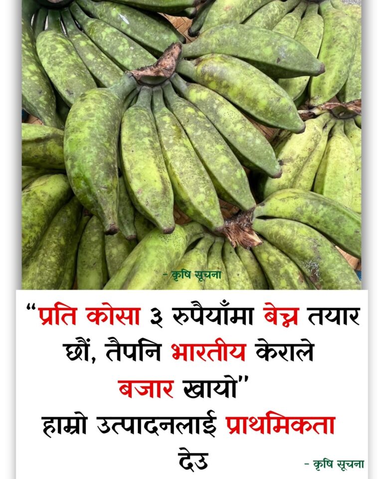 नेपाली किसानको माग: असोज ६ पछि भारतीय केरा आयात बन्द गरियोस्